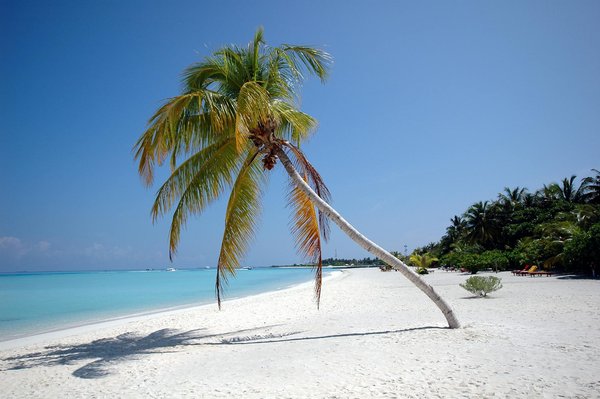 Où pratiquer le snorkeling au milieu des raies manta à Hawaii ?