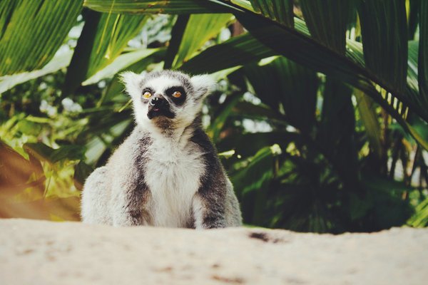 Quels sont les meilleurs endroits pour observer les lémuriens à Madagascar ?